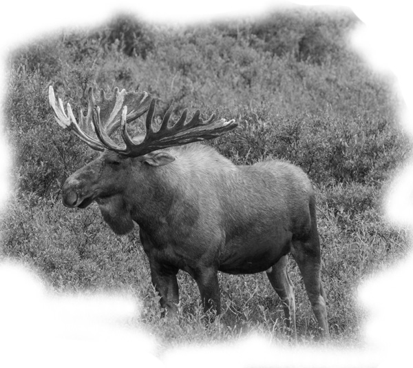 About Alaska